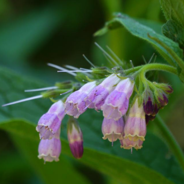 Comfrey Extract: Nature’s Secret for Nourished Hair and Radiant Skin