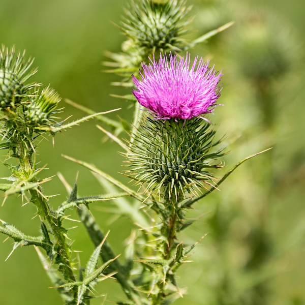 Milk Thistle Magic: Transforming Hair and Skin Naturally