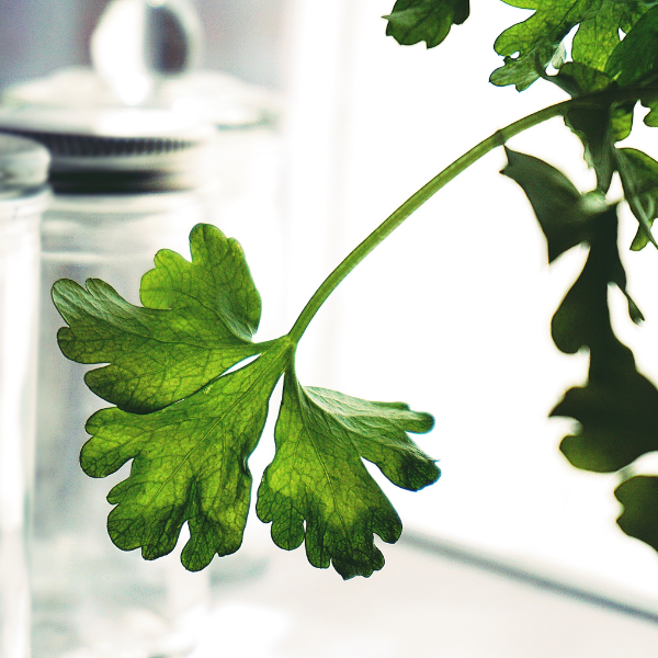 Parsley Power: Balancing Scalp Oils and Revitalizing Skin